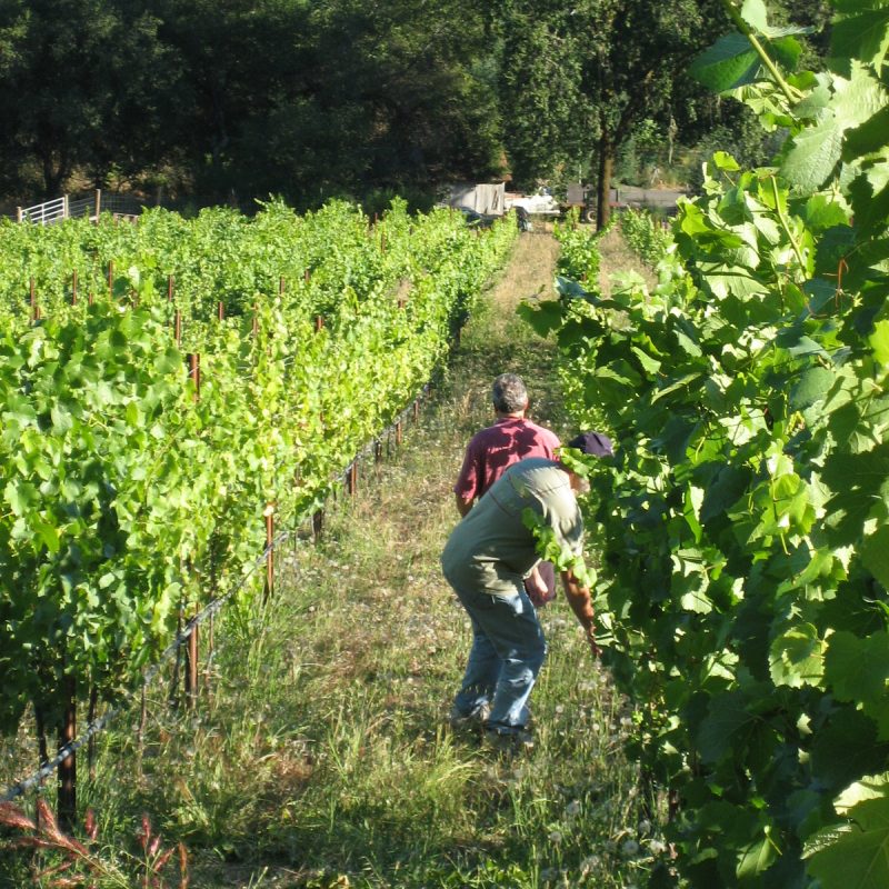 Owner & Winemaker walking the rows